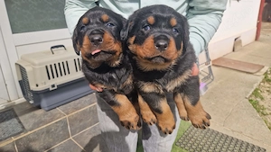 Vând Pui Rottweiler Talie Mare