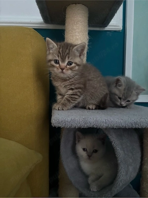 Pisici British Shorthair - imagine 4