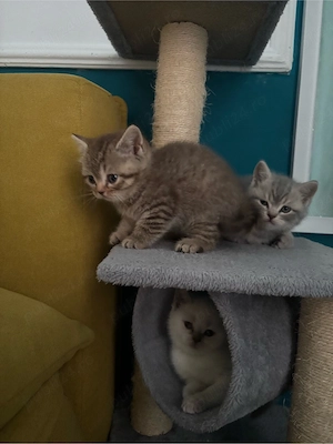 Pisici British Shorthair - imagine 5