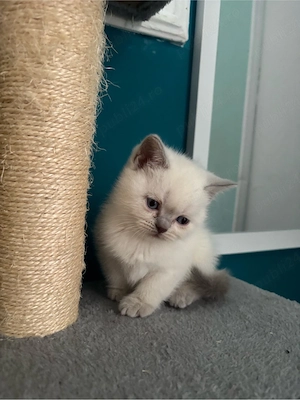 Pisici British Shorthair - imagine 3