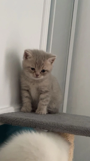 Pisici British Shorthair - imagine 2