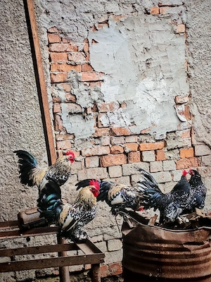 Vând cocoși mii de flori - imagine 5