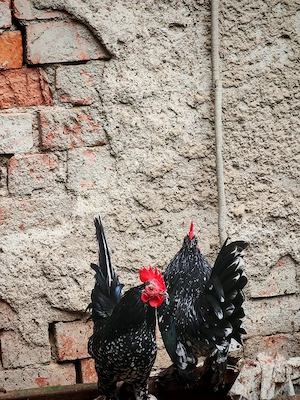 Vând cocoși mii de flori - imagine 4