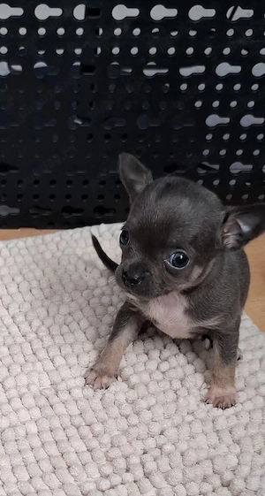 chihuahua mini - imagine 5