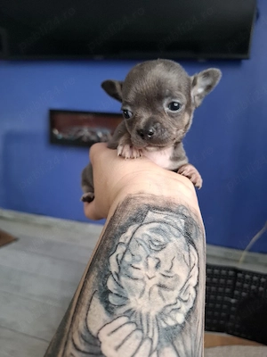 chihuahua mini - imagine 4