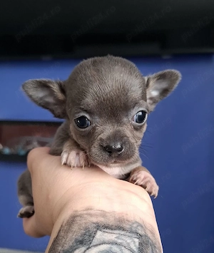 chihuahua mini - imagine 2