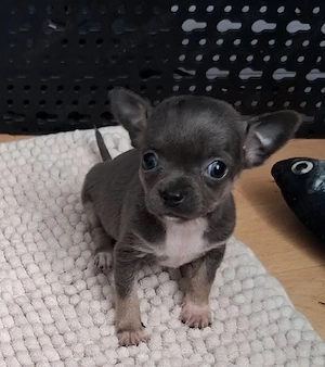 chihuahua mini - imagine 3