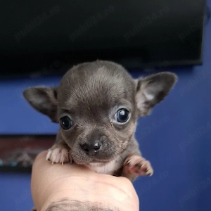 chihuahua mini