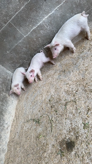 3 purceii  400lei toti