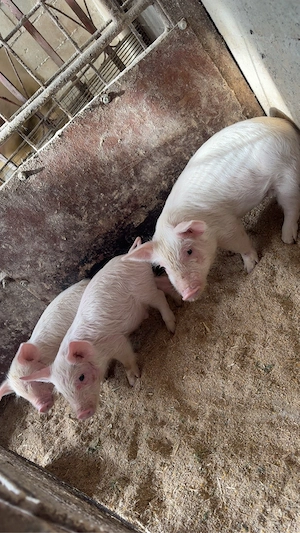 3 purceii  400lei toti - imagine 2