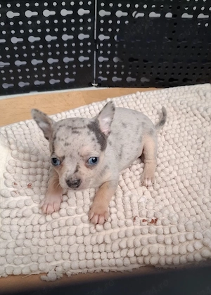 chihuahua merle cu ochi albastrii - imagine 3