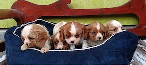Cavalier King Charles - imagine 2