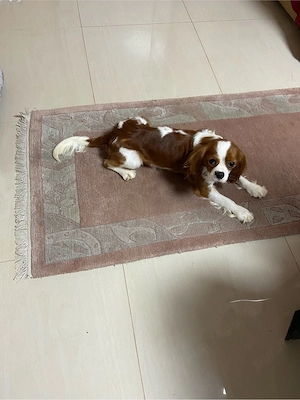 Cavalier King Charles - imagine 4