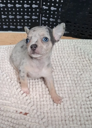 chihuahua merle cu ochi albastrii - imagine 4