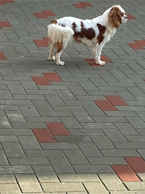 Cavalier King Charles - imagine 3