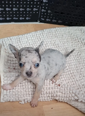 chihuahua merle cu ochi albastrii - imagine 2