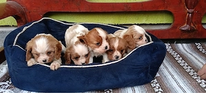 Cavalier King Charles