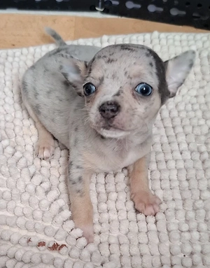 chihuahua merle cu ochi albastrii