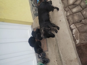 Donez 4 cățeluși de 6 săptămâni  - imagine 2