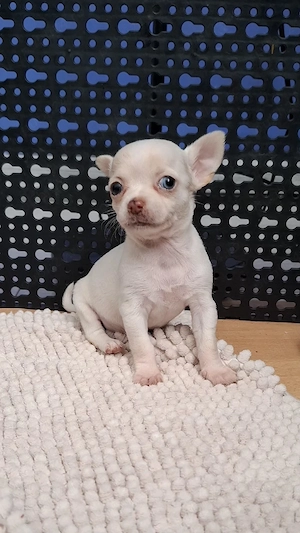 chihuahua cu ochi albastrii. femela - imagine 4