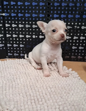 chihuahua cu ochi albastrii. femela - imagine 2