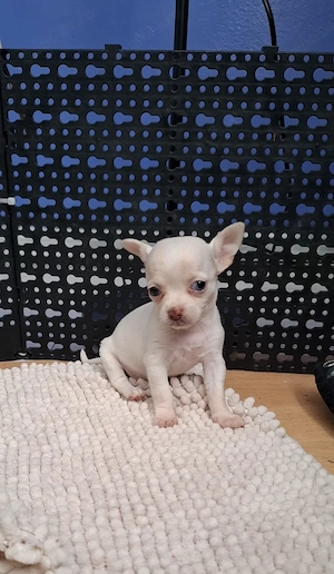 chihuahua cu ochi albastrii. femela - imagine 3