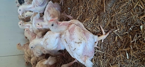 Pui de vanzare - imagine 2
