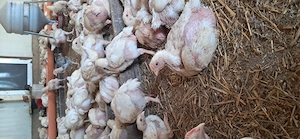 Pui de vanzare - imagine 3