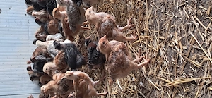 Pui de vanzare - imagine 5