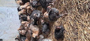 Pui de vanzare - imagine 4