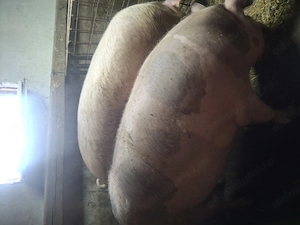 Vând porci mari pt sacrificat