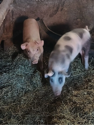 Vand purcei - imagine 2