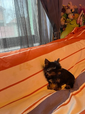 Yorkshire Terrier Toy Yorki Talie Mica - imagine 3