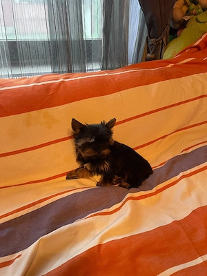 Yorkshire Terrier Toy Yorki Talie Mica - imagine 5