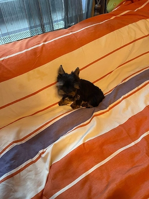 Yorkshire Terrier Toy Yorki Talie Mica - imagine 4