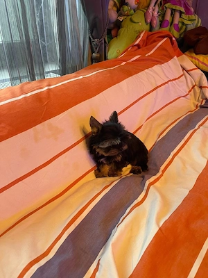 Yorkshire Terrier Toy Yorki Talie Mica - imagine 2