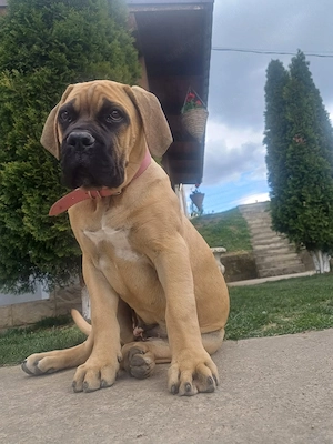 Femela Cane Corso, Pedigree FCI, în vârstă de trei luni - imagine 2