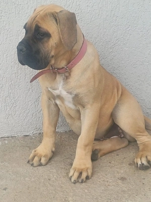 Femela Cane Corso, Pedigree FCI, în vârstă de trei luni - imagine 3