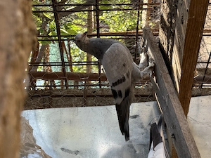 Porumbei ornament  - imagine 4