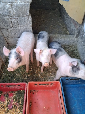 Porci de vânzare crescuți natural la țară  - imagine 3