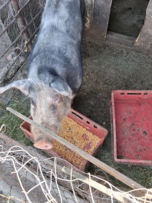 Porci de vânzare crescuți natural la țară  - imagine 4