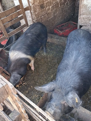 Porci de vânzare crescuți natural la țară  - imagine 5