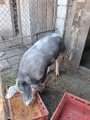 Porci de vânzare crescuți natural la țară  - imagine 2