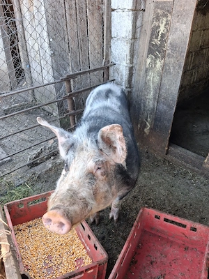 Porci de vânzare crescuți natural la țară 