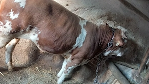 Vând taur baltat de 400 kg  - imagine 3