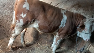 Vând taur baltat de 400 kg 