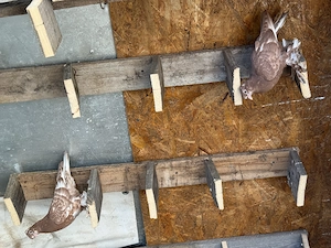 Porumbei ornament  - imagine 3