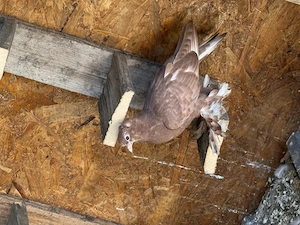 Porumbei ornament  - imagine 2