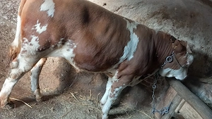 Vând taur baltat de 400 kg  - imagine 2