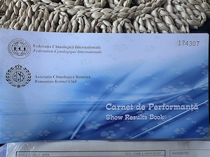 Femela Cane Corso, Pedigree FCI, în vârstă de trei luni - imagine 5